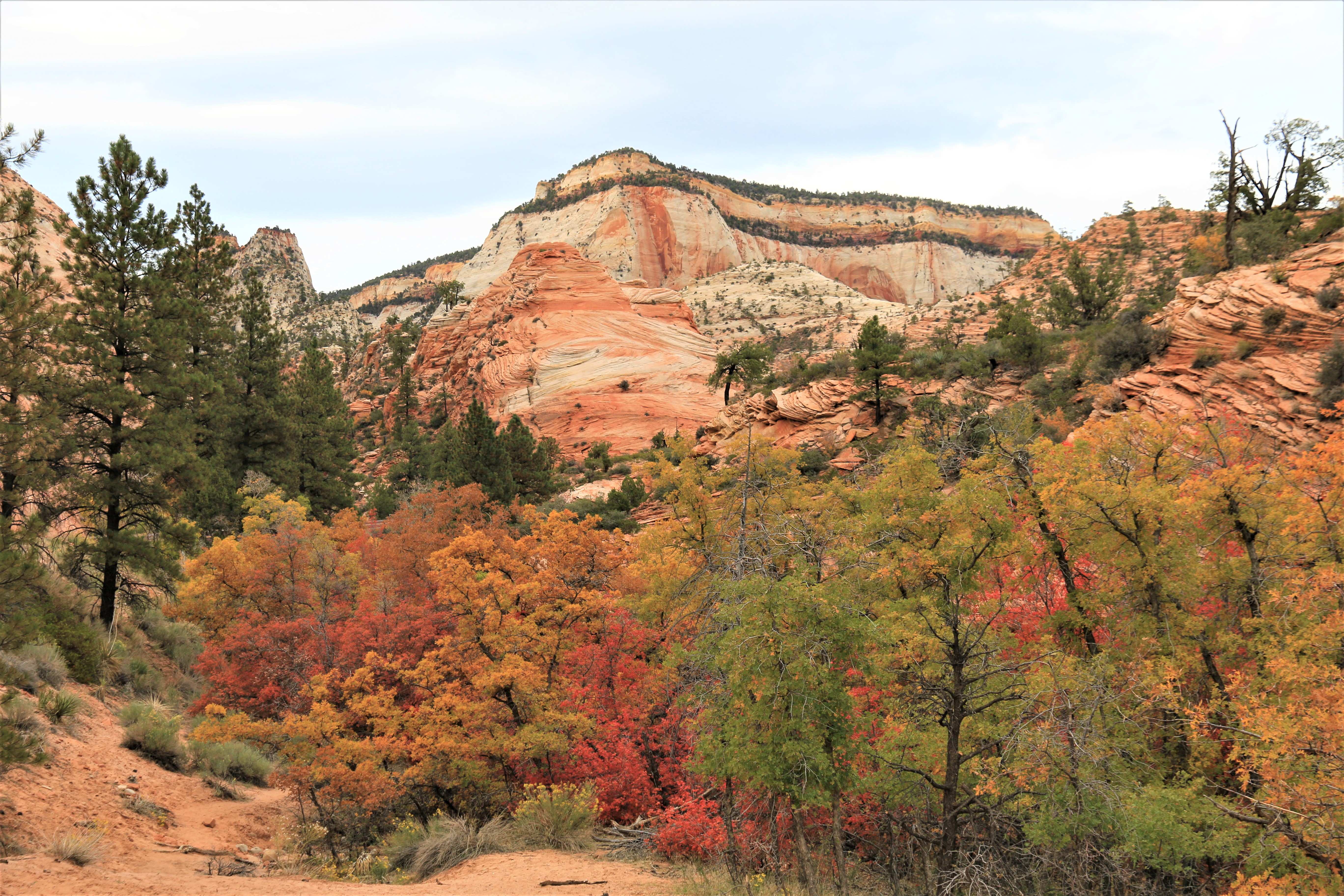 Zion NP